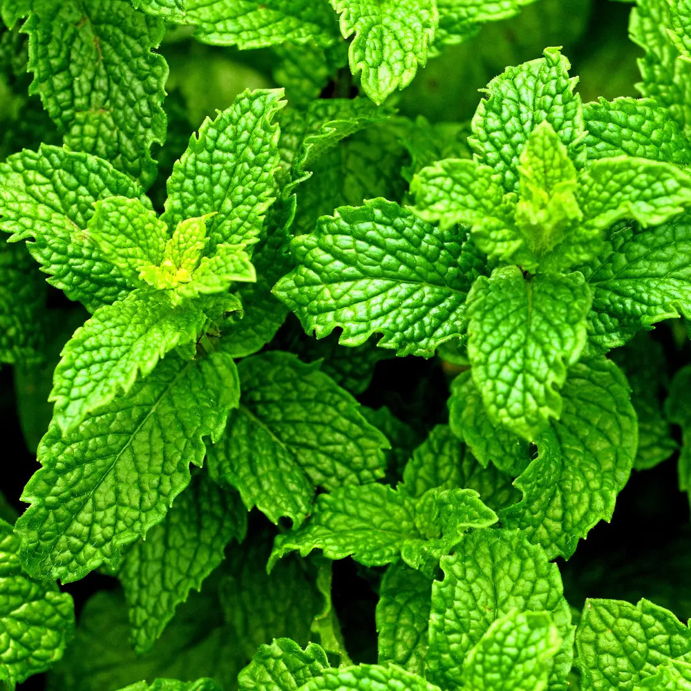 7 Bienfaits  de la Menthe Poivrée pour vos Cheveux - FA&MA